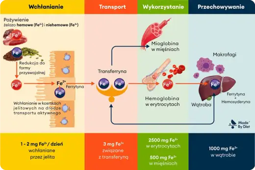 Jak podnieść ferrytynę? Dieta, żelazo i diagnostyka